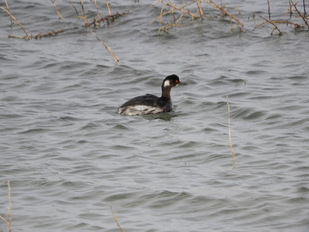 Eared Grebe - Thomas Bürgi