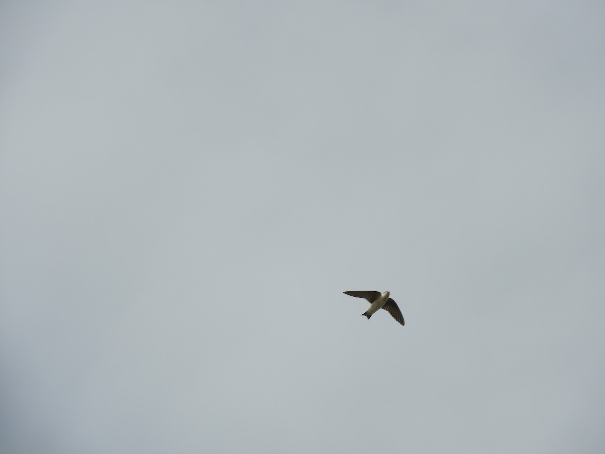 Violet-green Swallow - Thomas Bürgi