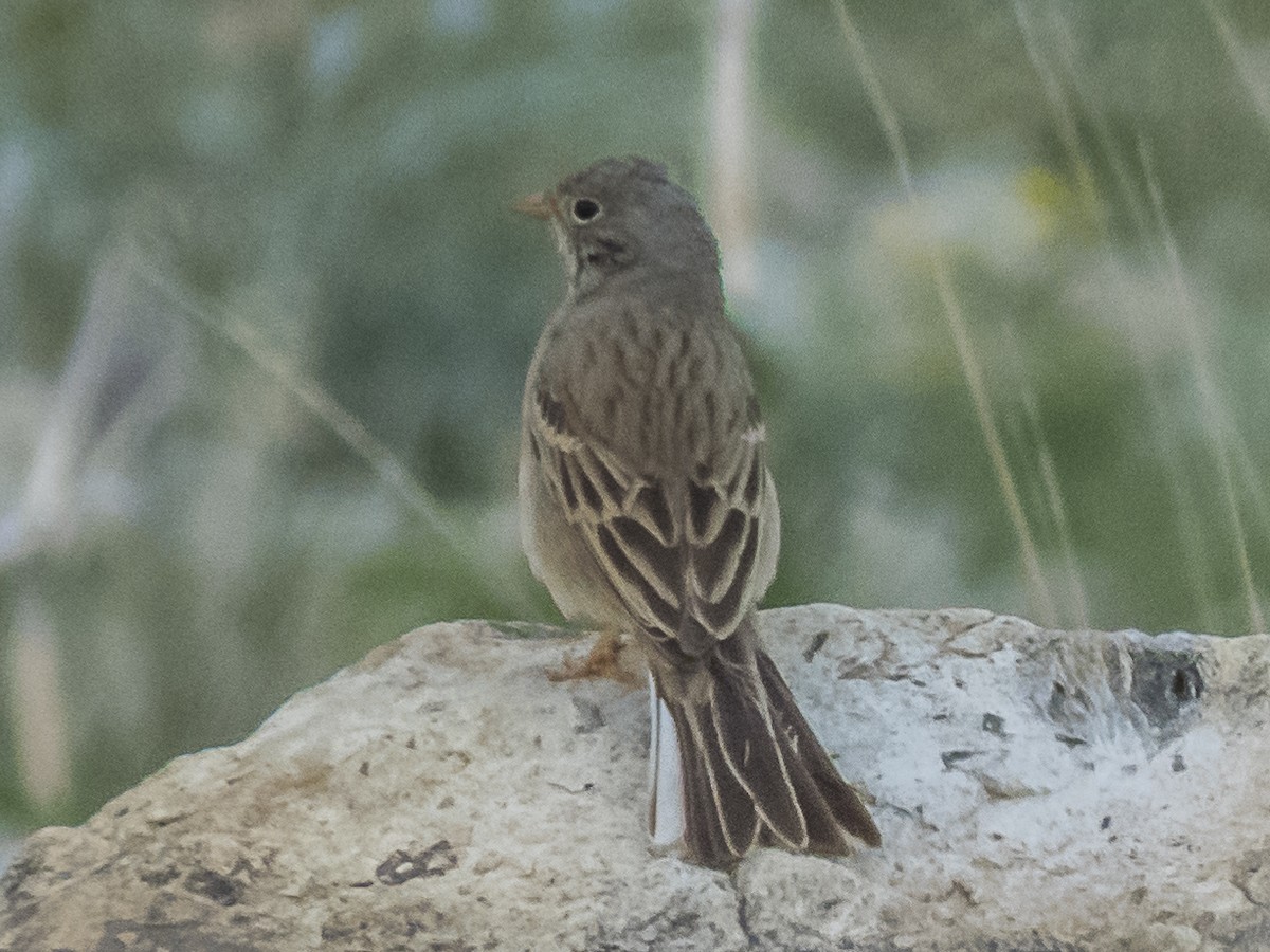 Gray-necked Bunting - Abbas Mahjoob