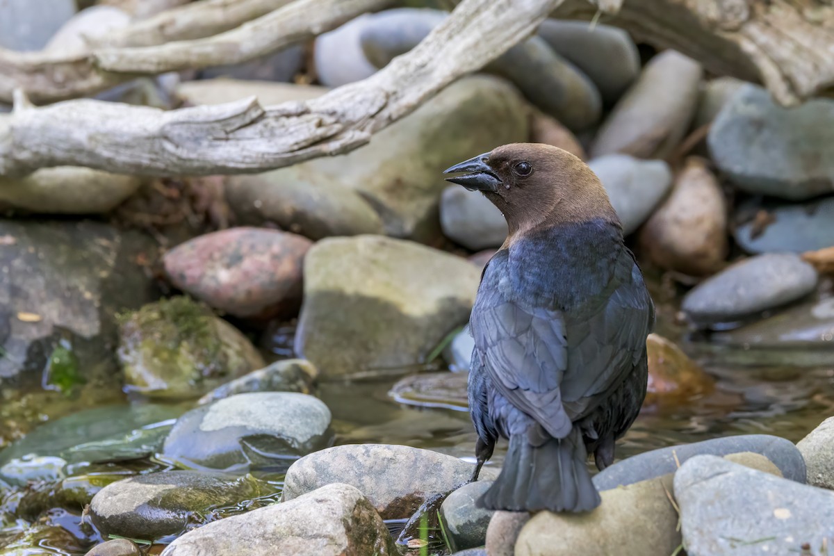 Brown-headed Cowbird - Ric mcarthur