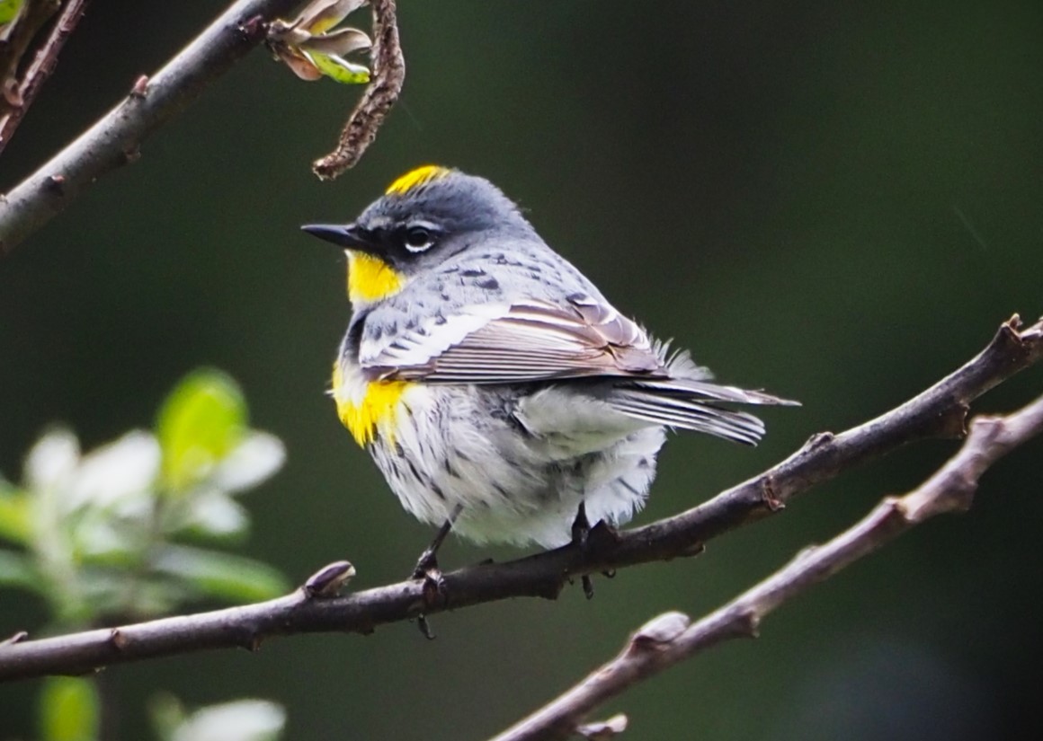 Yellow-rumped Warbler (Audubon's) - Dick Cartwright