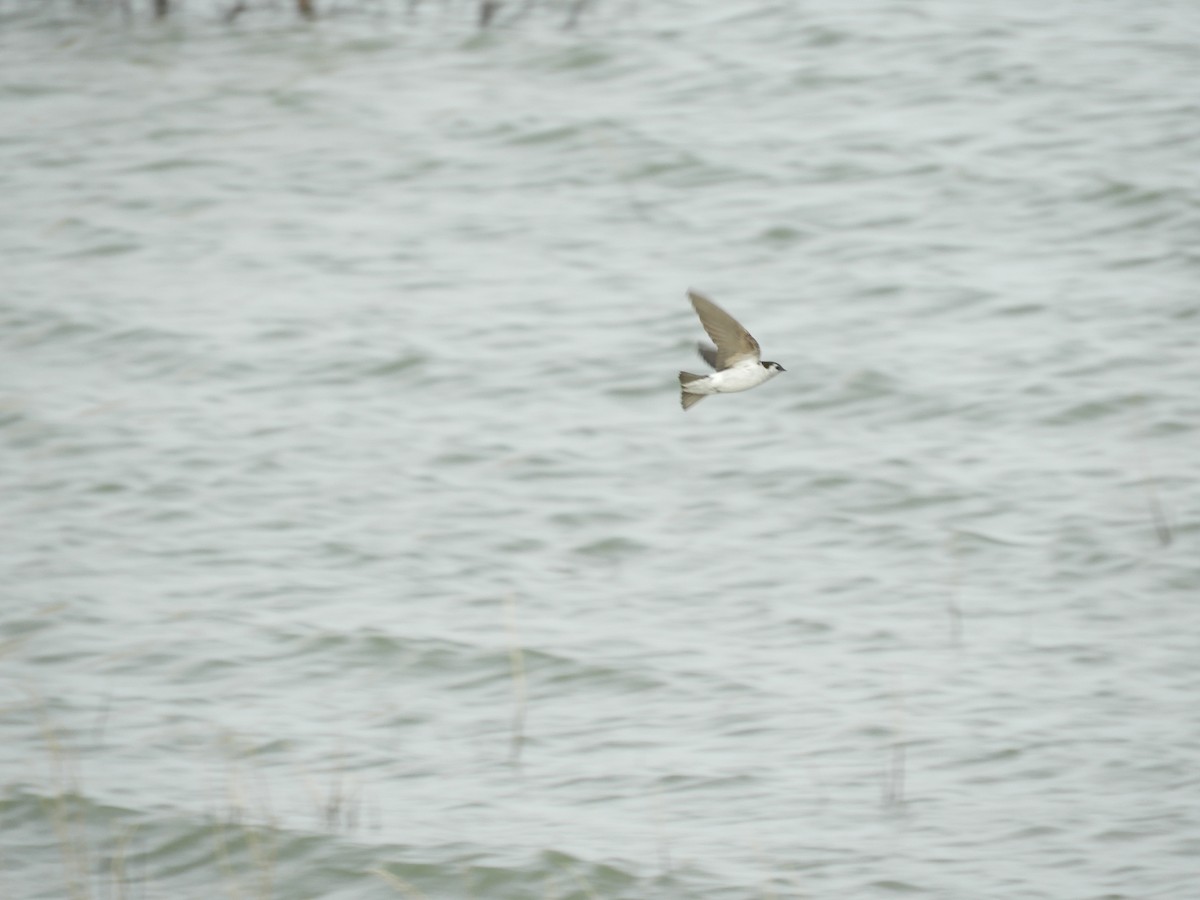 Violet-green Swallow - Thomas Bürgi