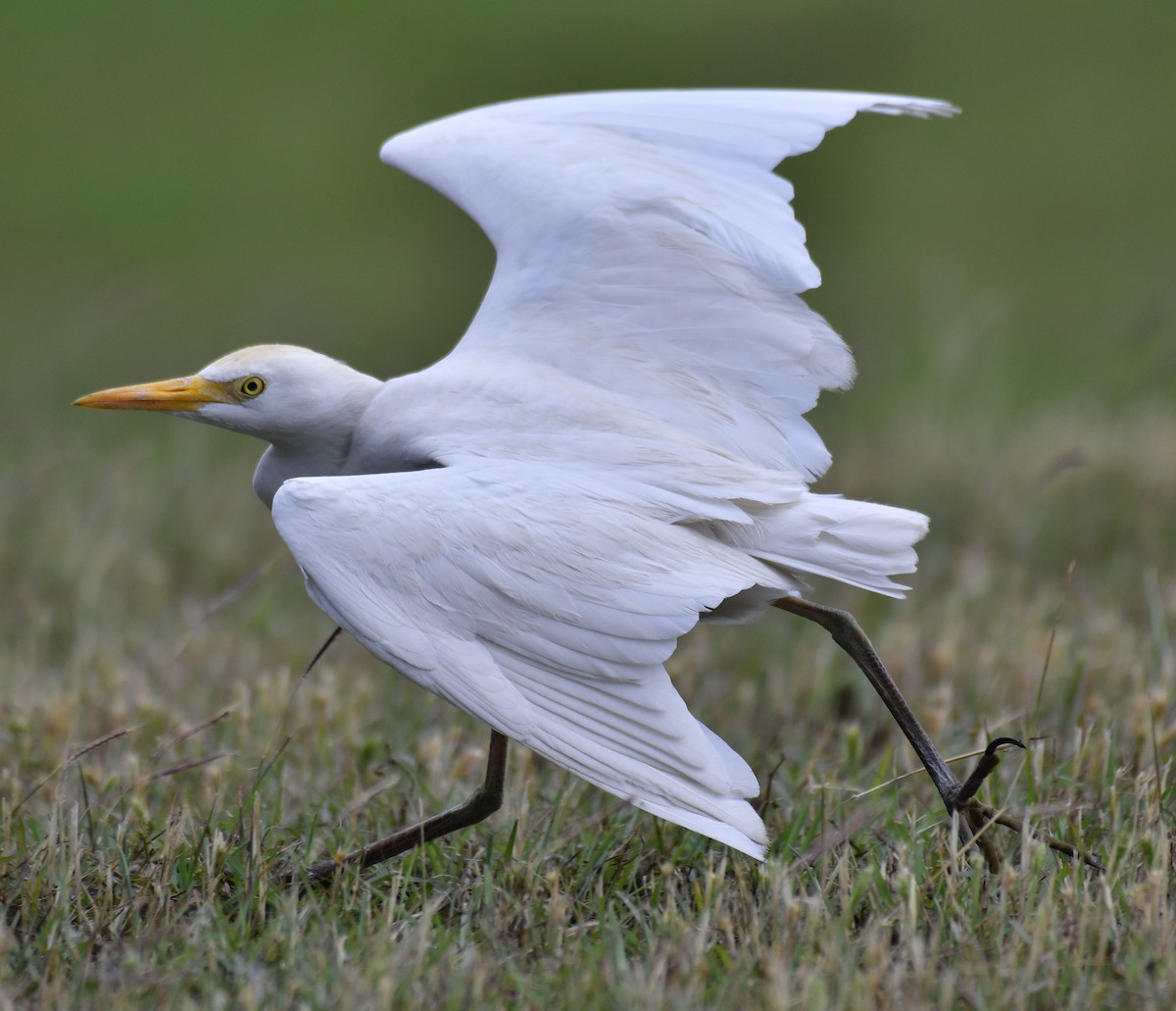 Western Cattle Egret - Harrison Calvin