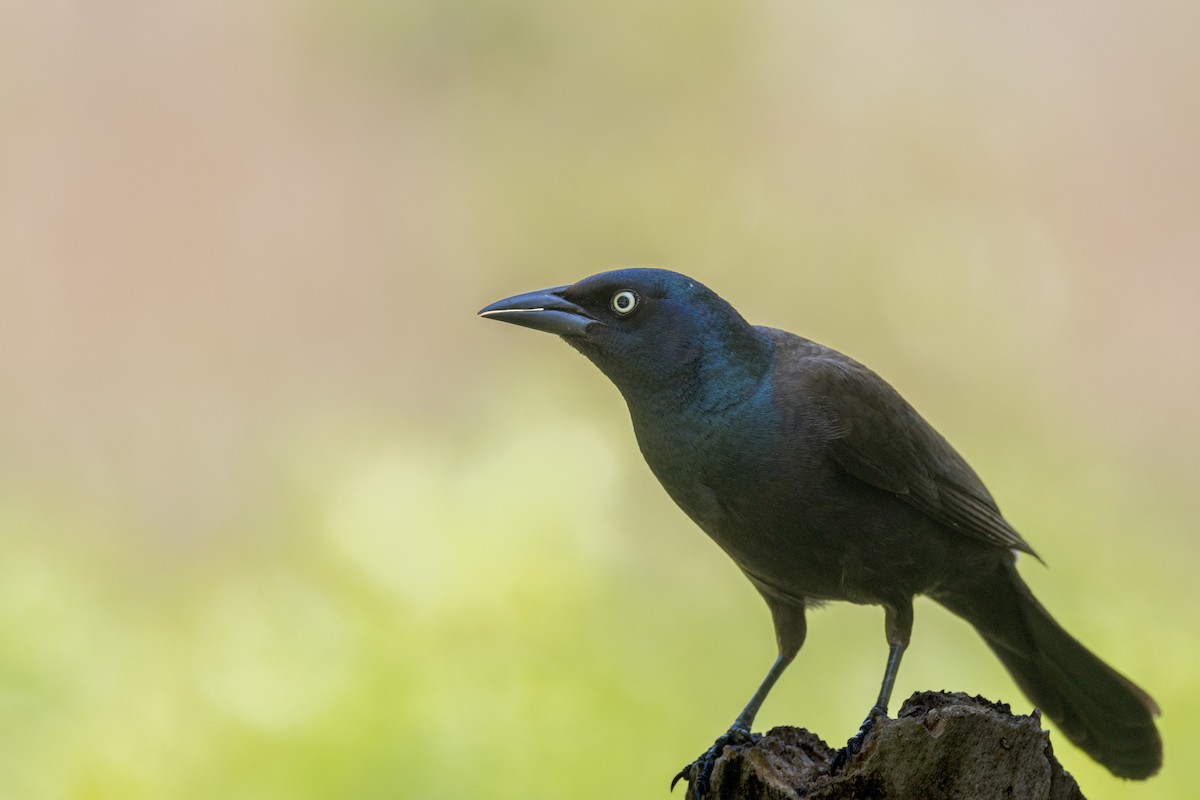 Common Grackle - Ric mcarthur