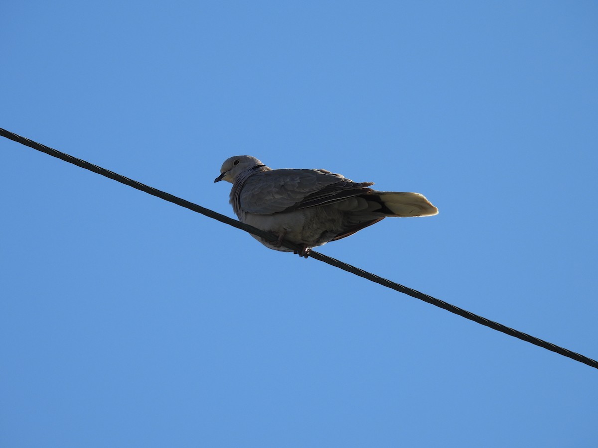 Eurasian Collared-Dove - George Watola