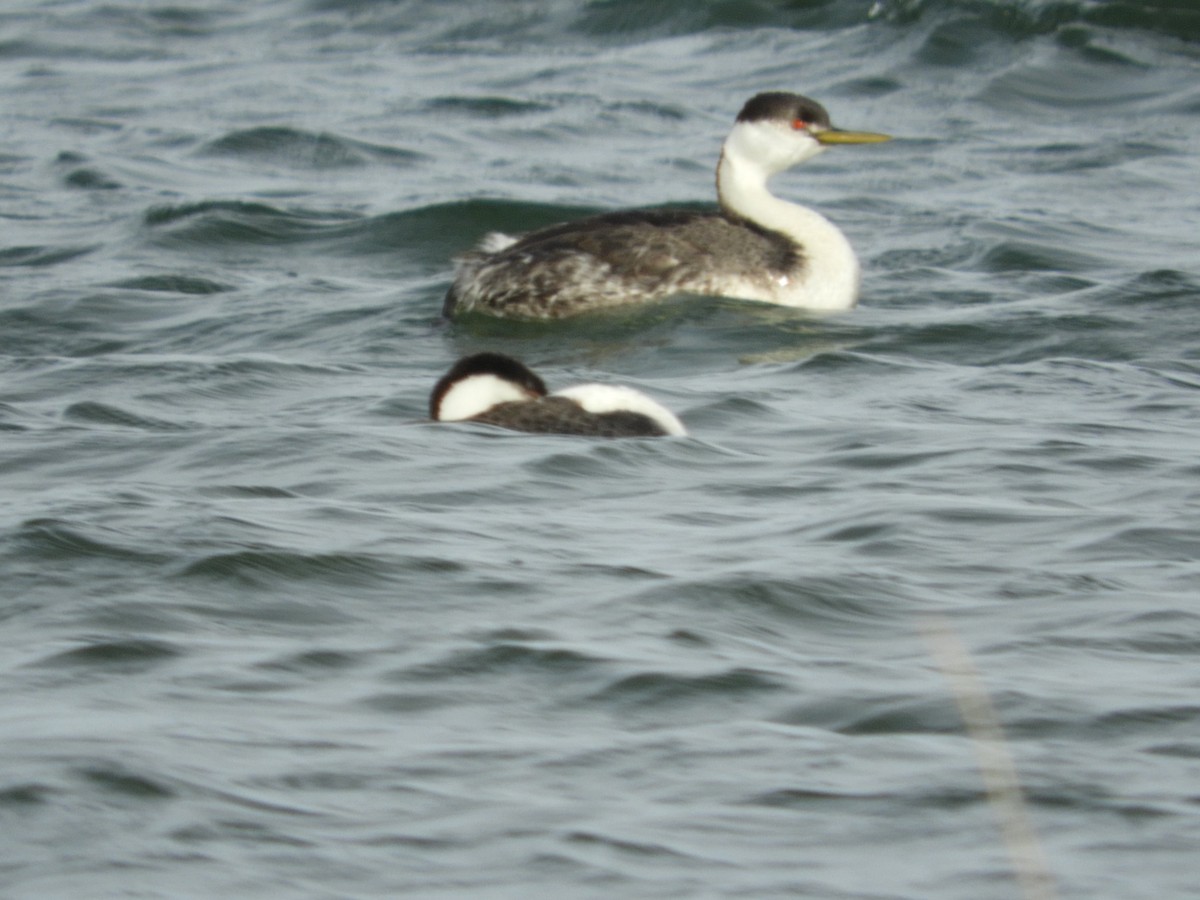 Clark's Grebe - Thomas Bürgi