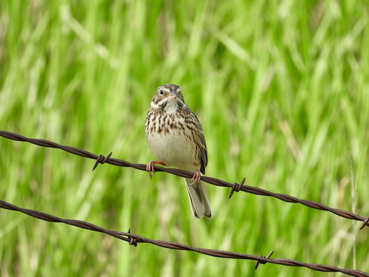 Vesper Sparrow - Dana Sterner