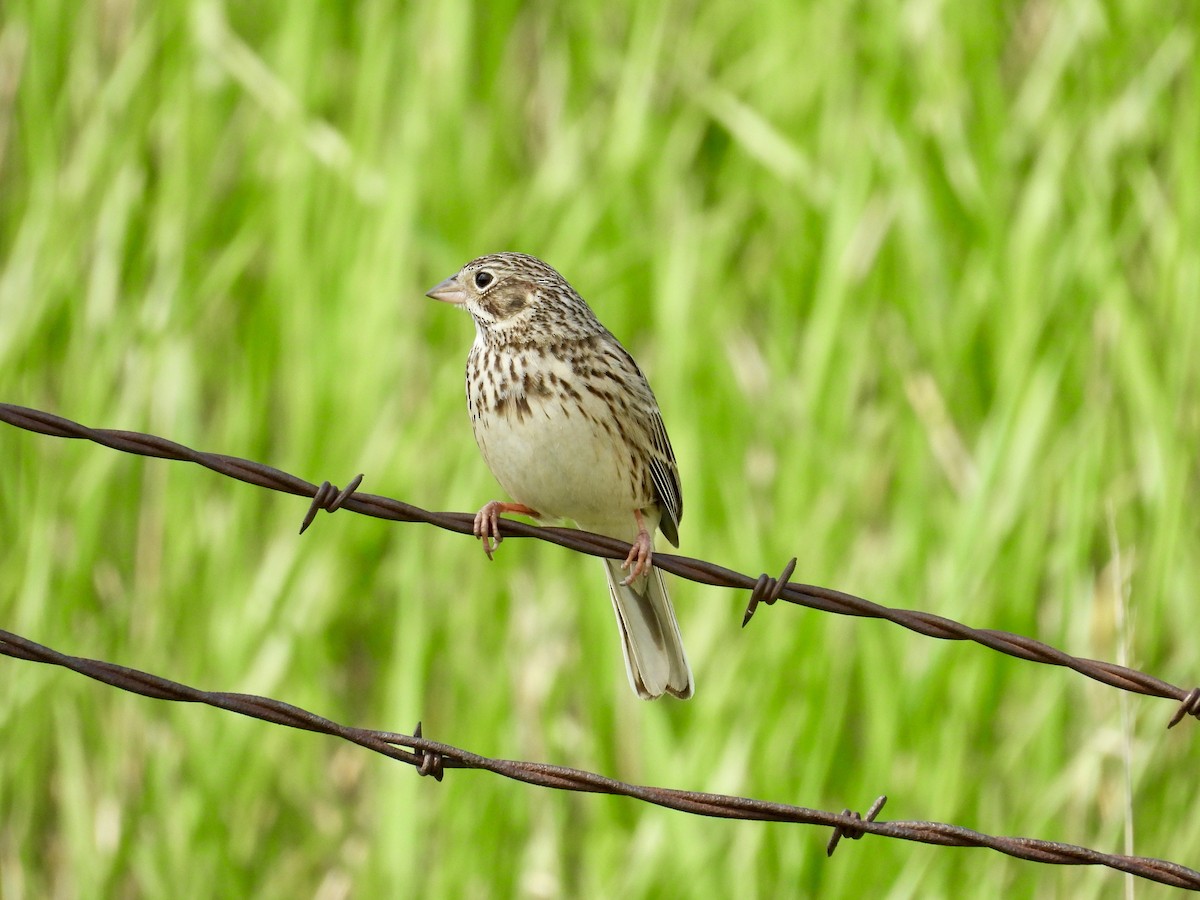 Vesper Sparrow - Dana Sterner