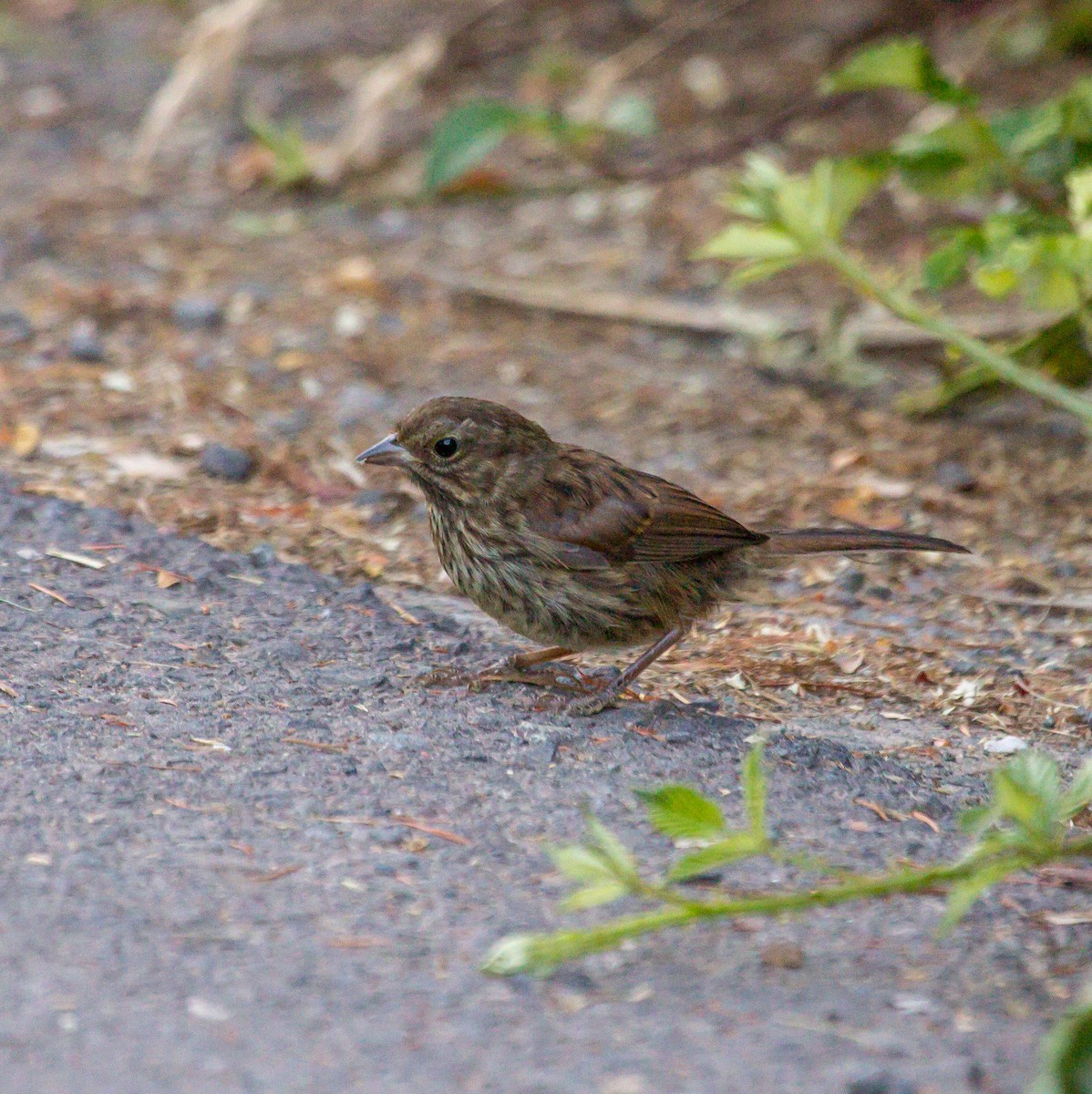 Song Sparrow - Rail Whisperer