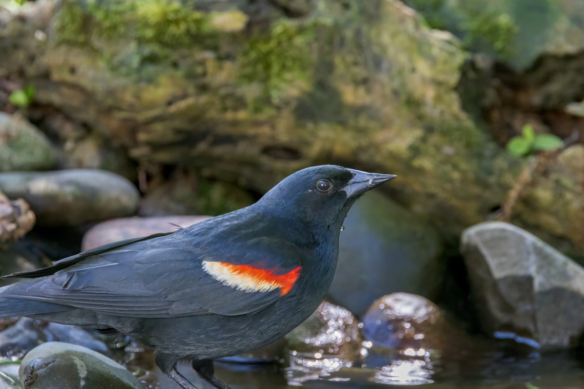 Red-winged Blackbird - Ric mcarthur