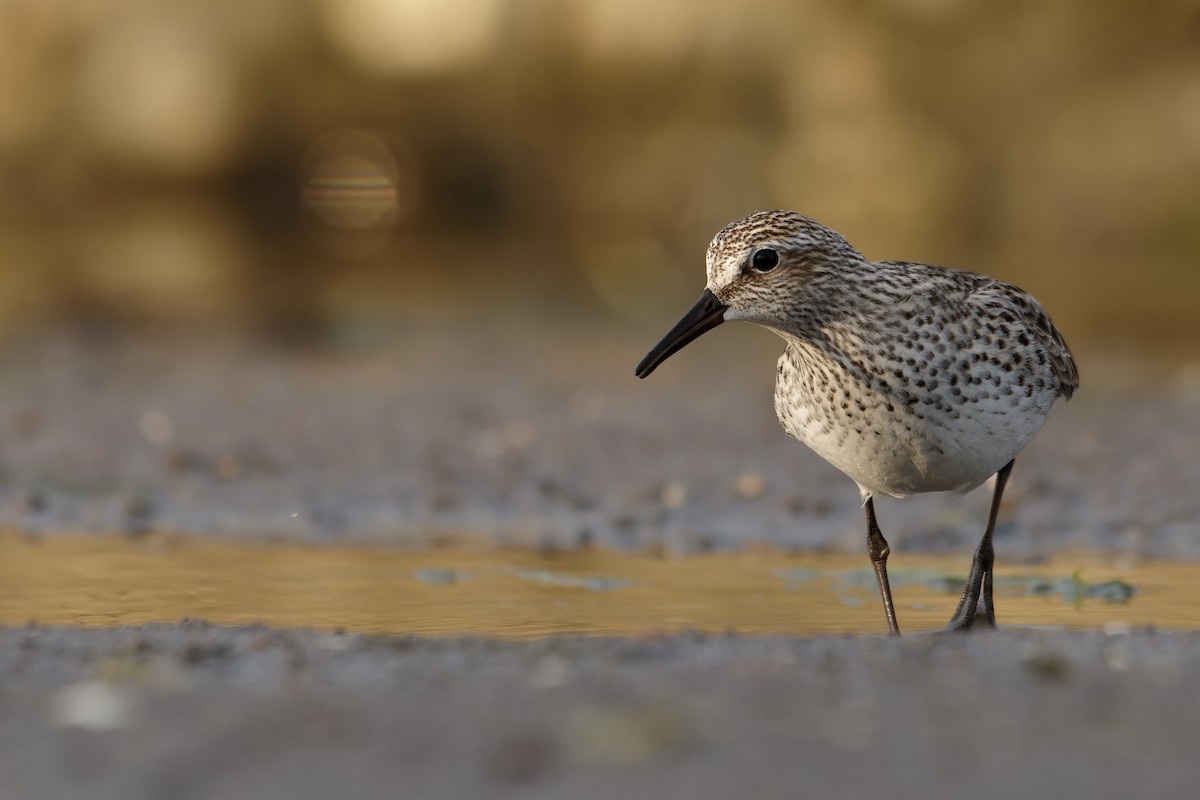 White-rumped Sandpiper - David Mathieu