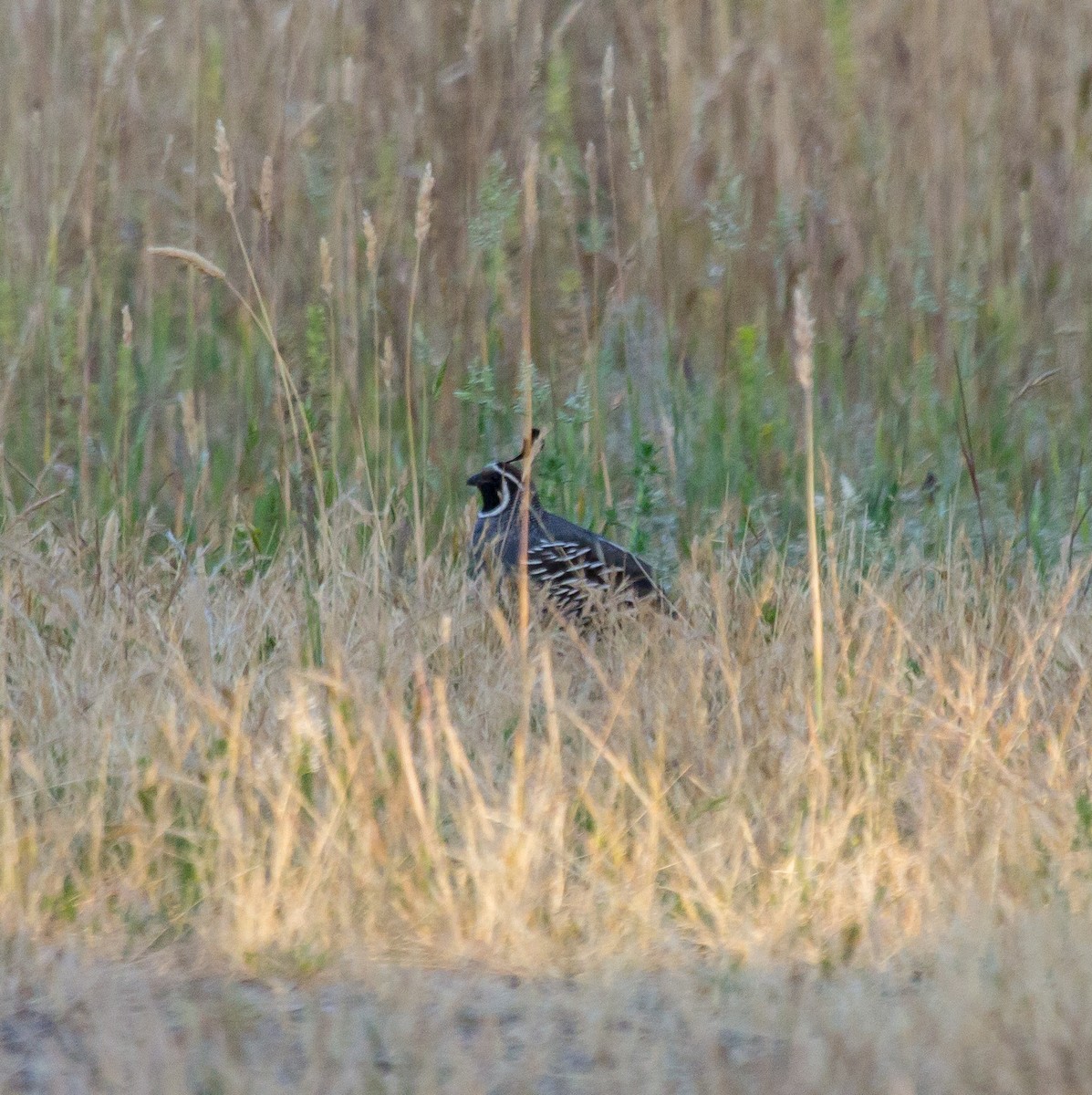 California Quail - Rail Whisperer