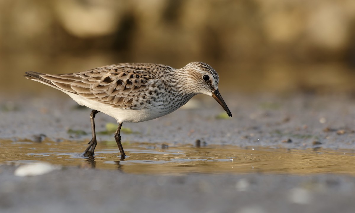 White-rumped Sandpiper - David Mathieu