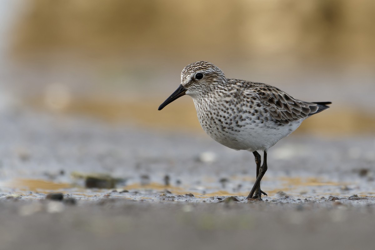 White-rumped Sandpiper - David Mathieu