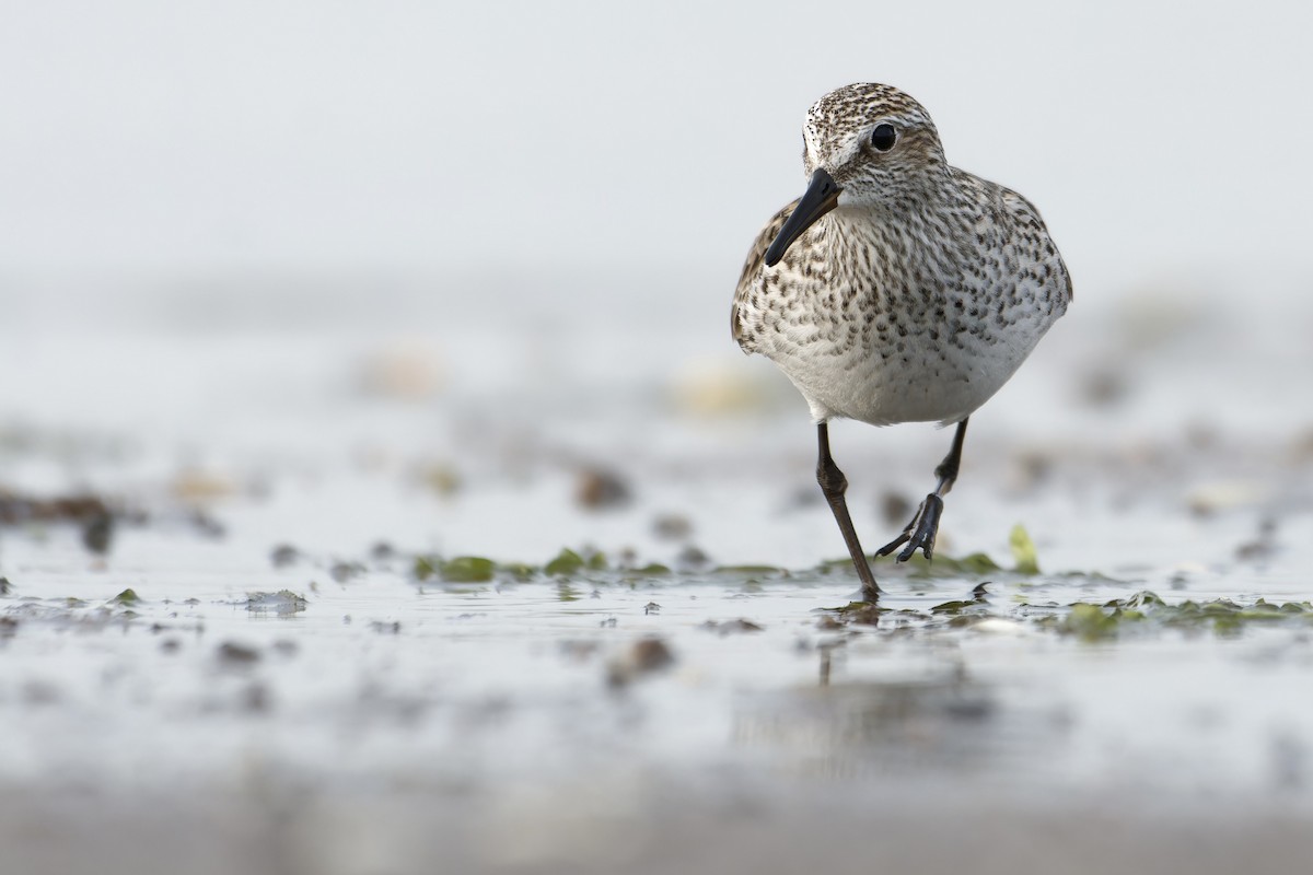 White-rumped Sandpiper - David Mathieu