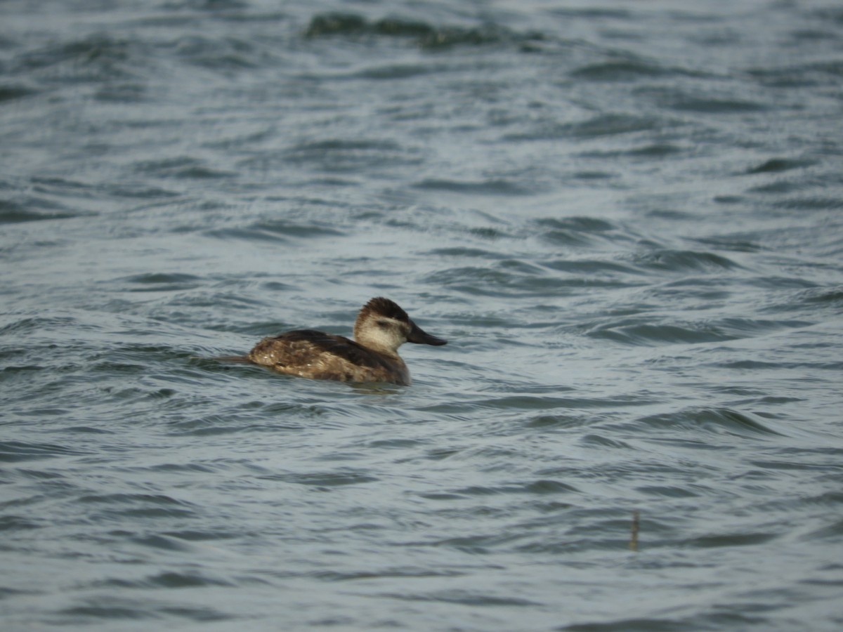 Ruddy Duck - Thomas Bürgi