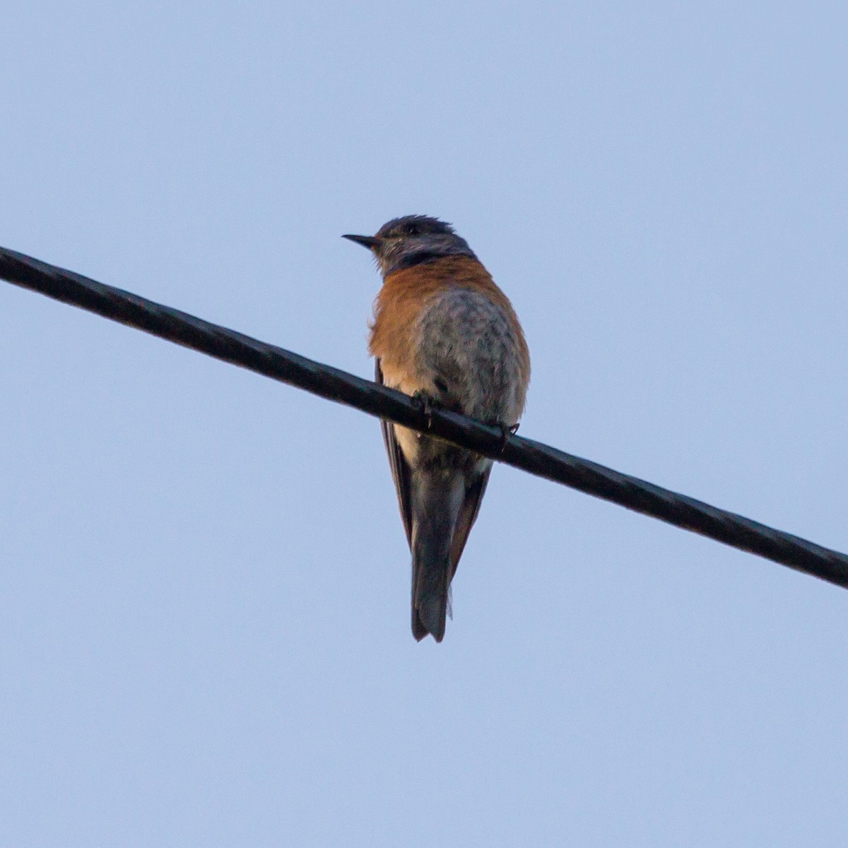 Western Bluebird - Rail Whisperer