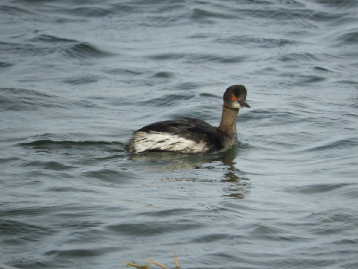 Eared Grebe - ML619521874