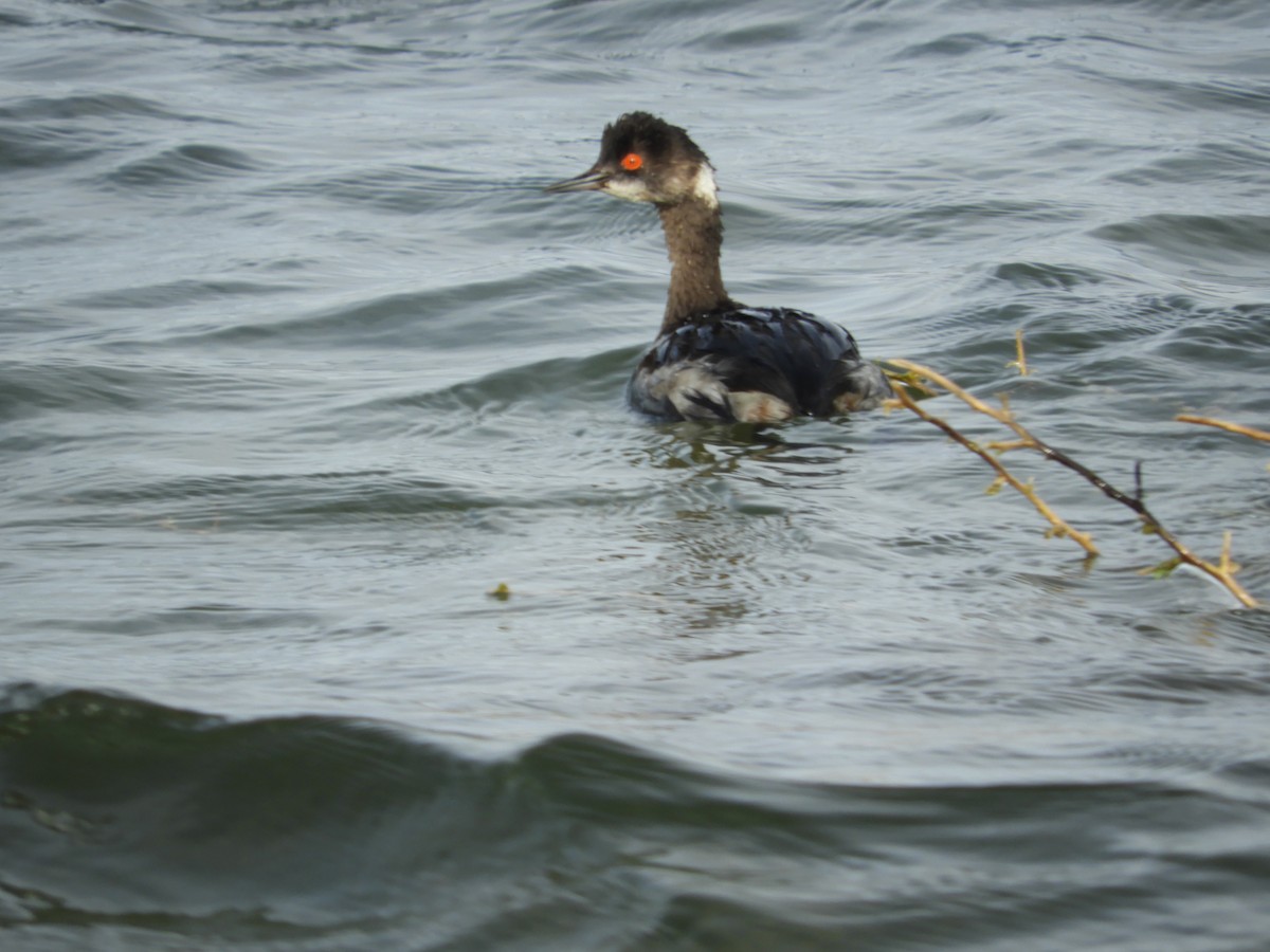 Eared Grebe - Thomas Bürgi