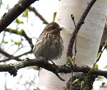 Purple Finch - Deborah Fleming