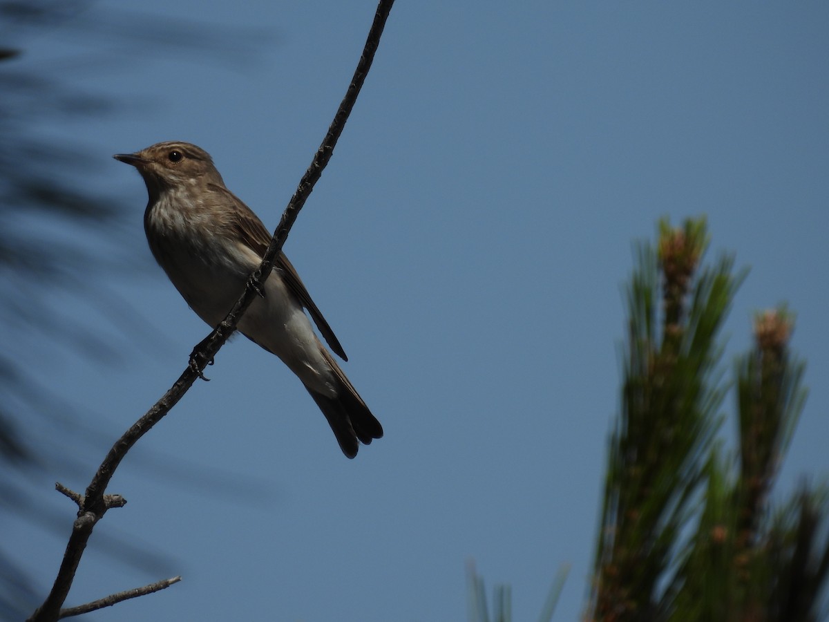 Spotted Flycatcher - George Watola