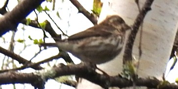 Purple Finch - Deborah Fleming