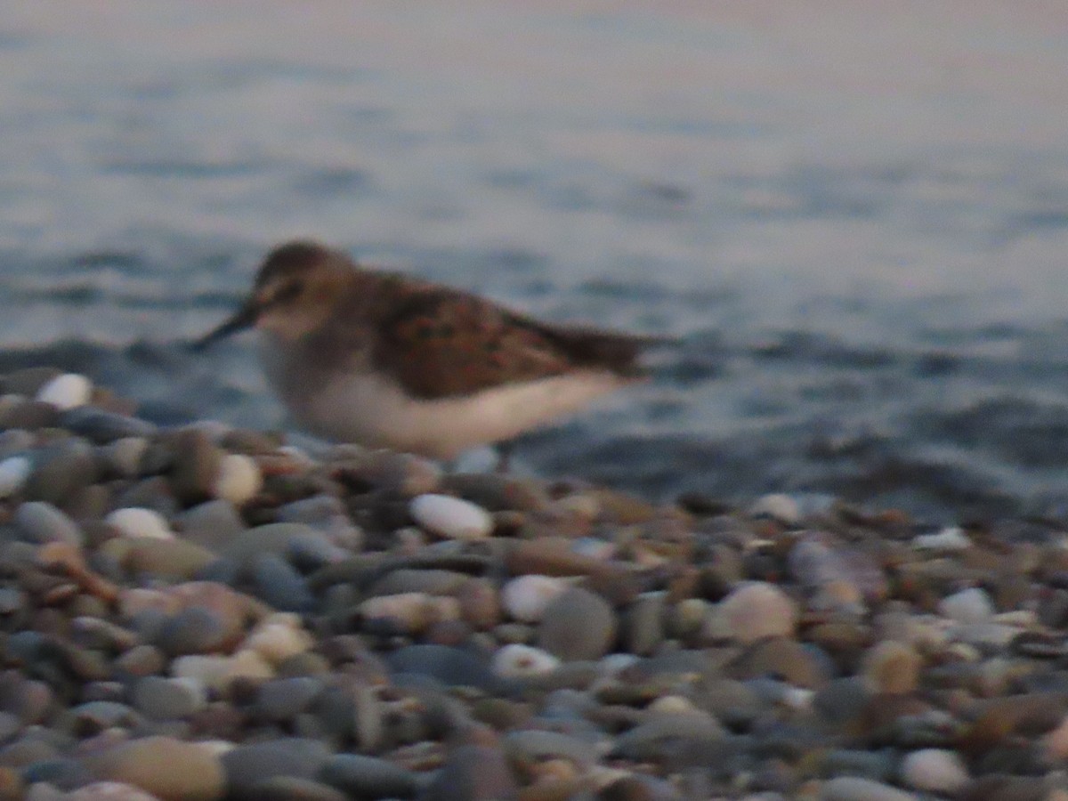 Least Sandpiper - dave chase