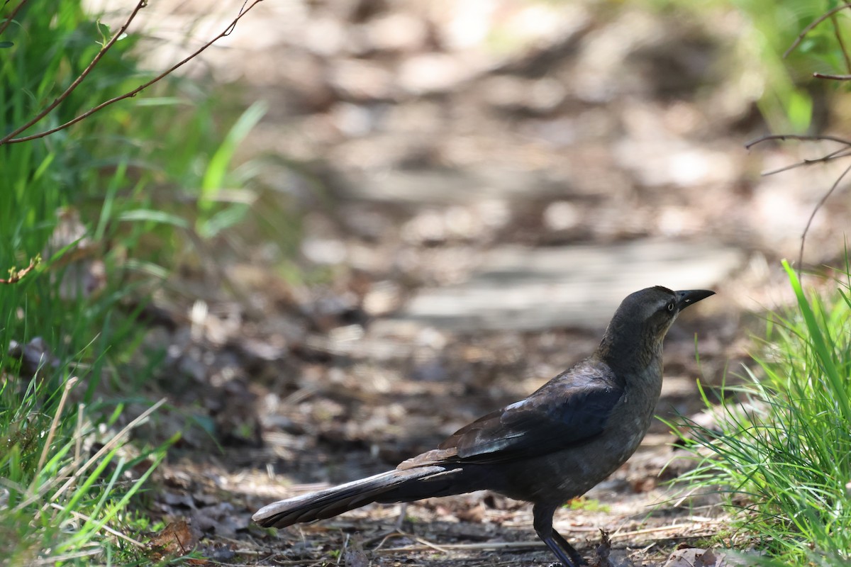 Great-tailed Grackle (Great-tailed) - Collin Mahaffy