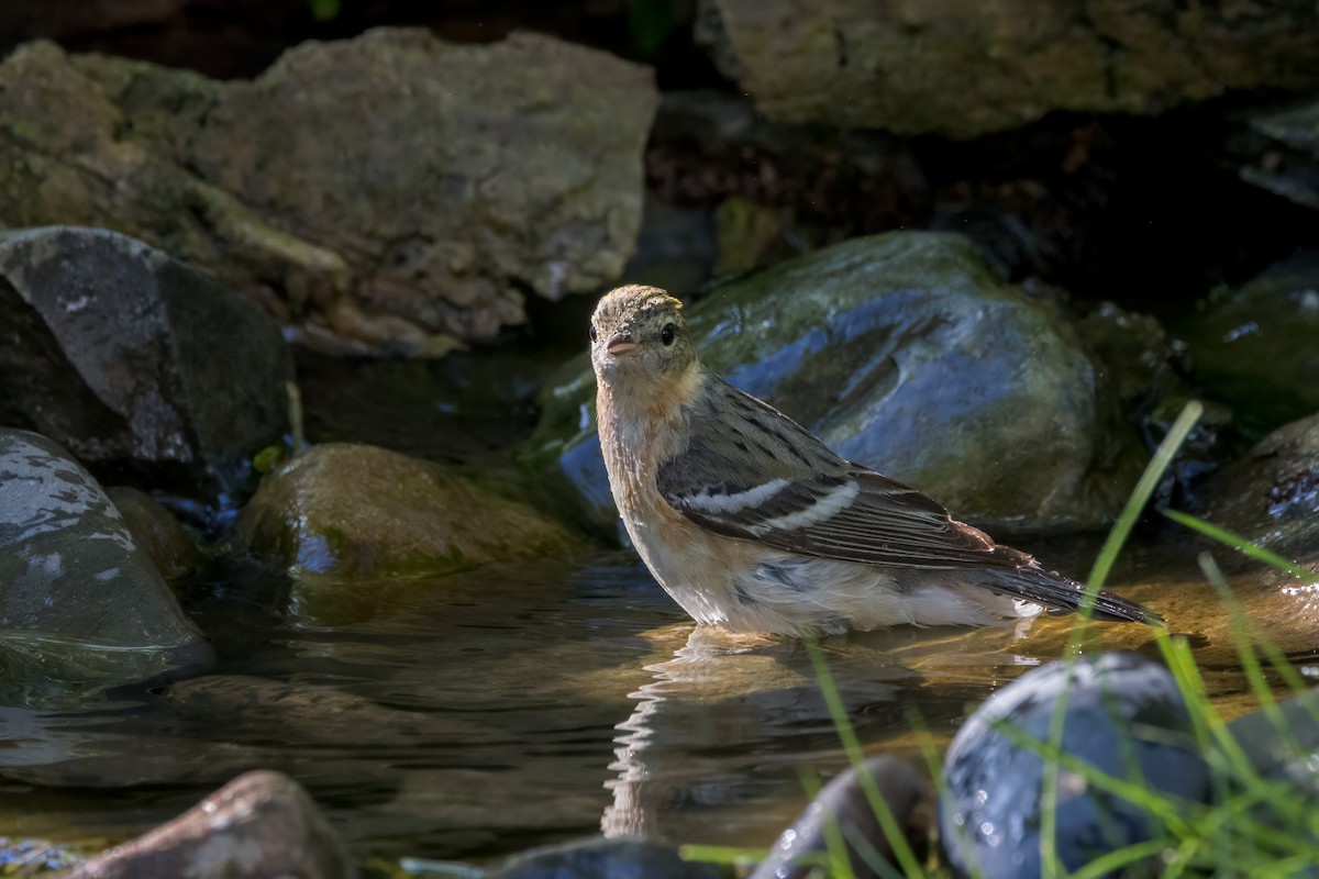 Bay-breasted Warbler - Ric mcarthur