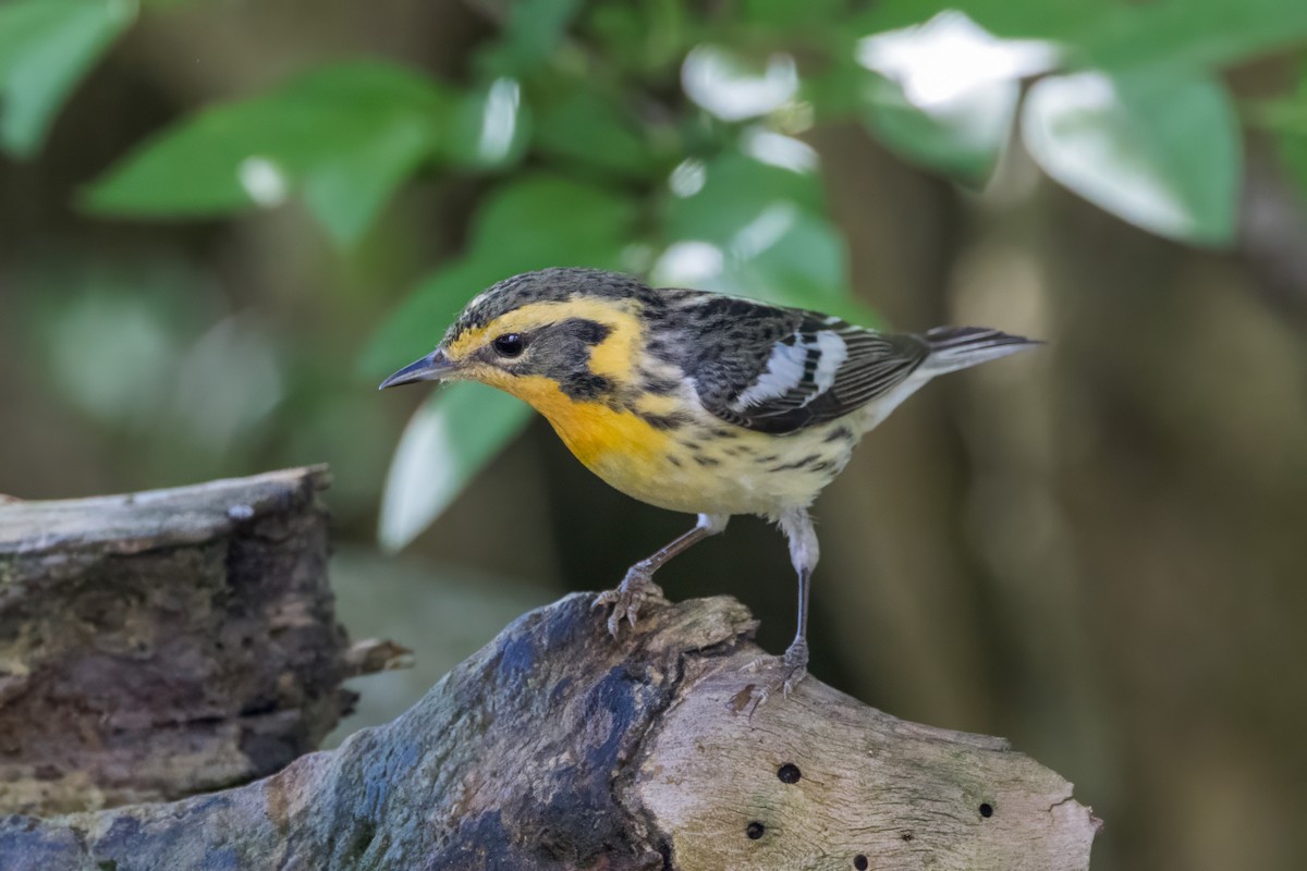 Blackburnian Warbler - Ric mcarthur