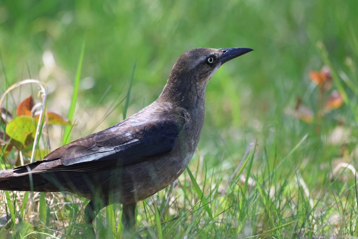 Great-tailed Grackle (Great-tailed) - Collin Mahaffy