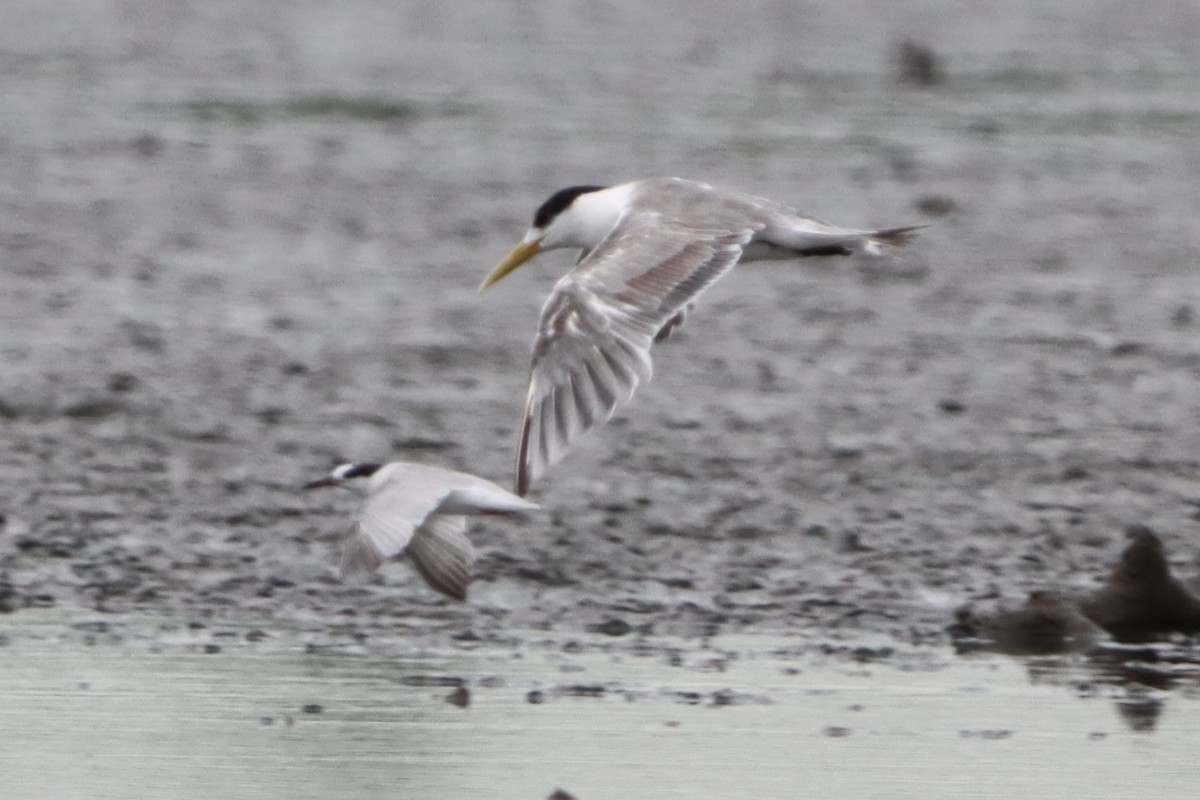 Great Crested Tern - David Morrison