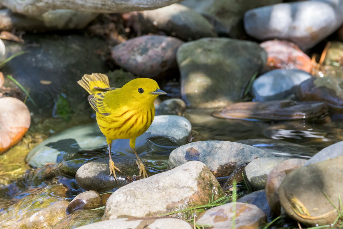 Yellow Warbler - Ric mcarthur