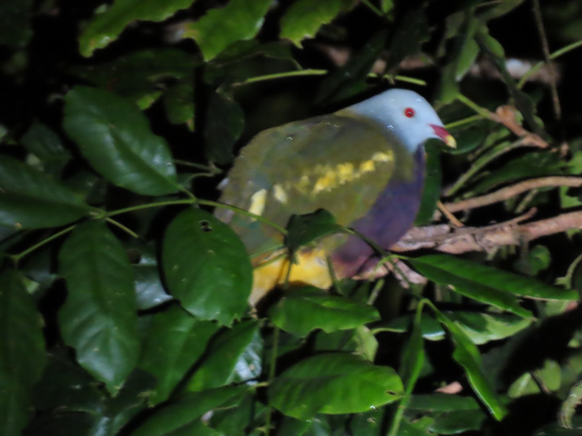 Wompoo Fruit-Dove - ML619521896