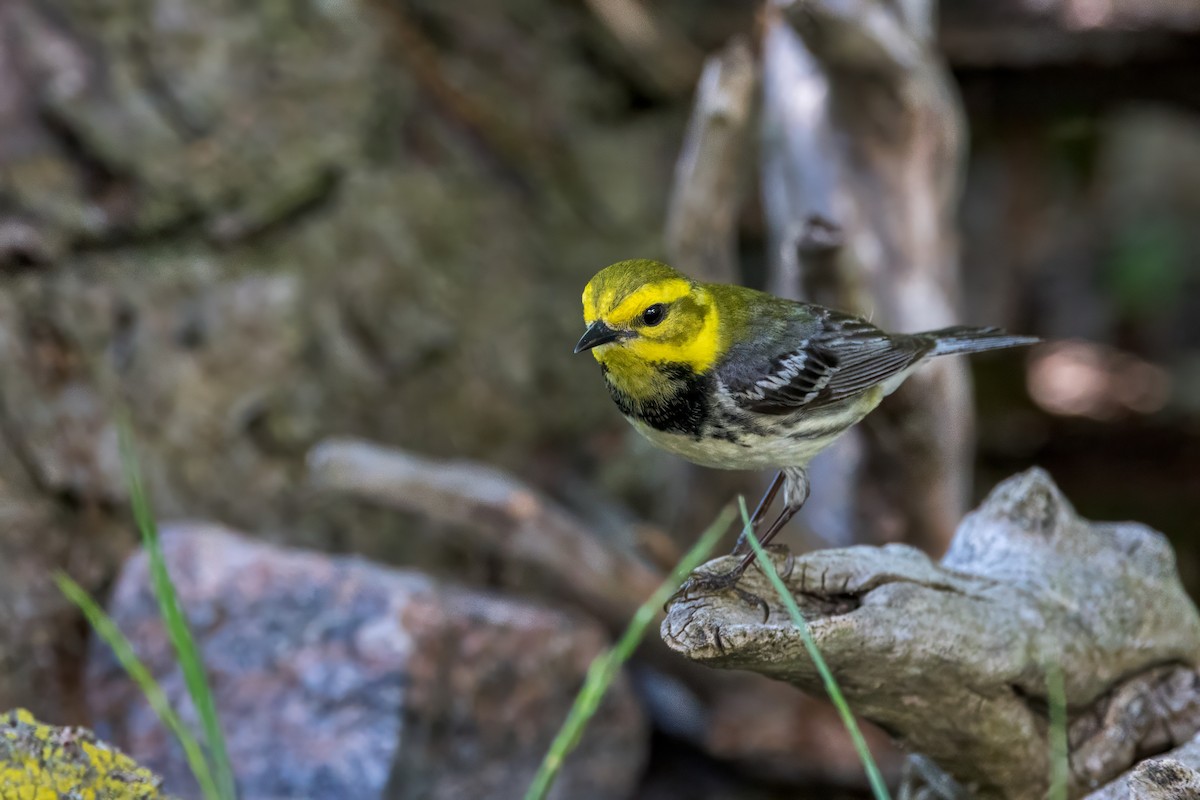 Black-throated Green Warbler - Ric mcarthur