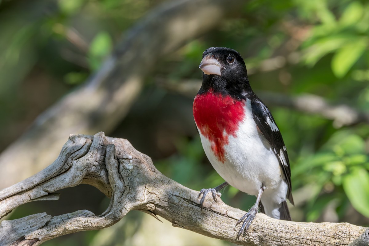 Rose-breasted Grosbeak - Ric mcarthur