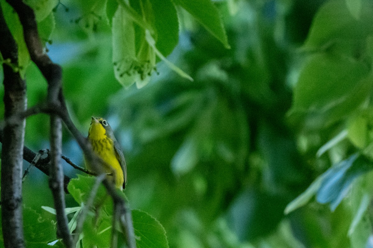 Canada Warbler - Jobi Cates