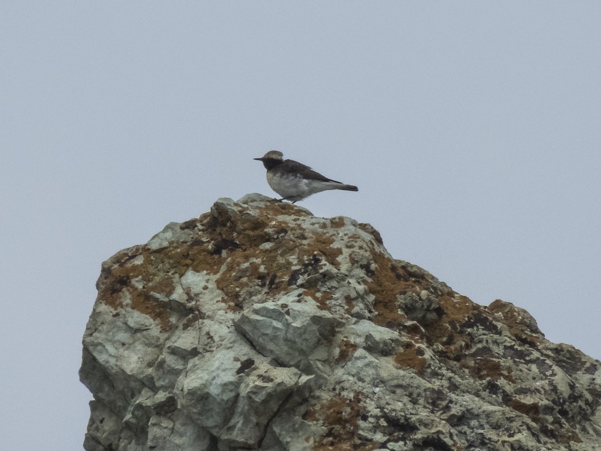 Pied Wheatear - Abbas Mahjoob