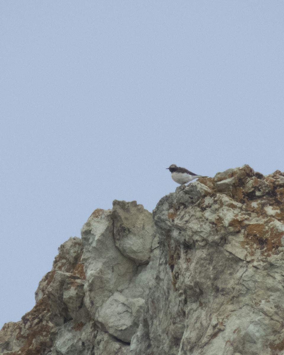 Pied Wheatear - Abbas Mahjoob