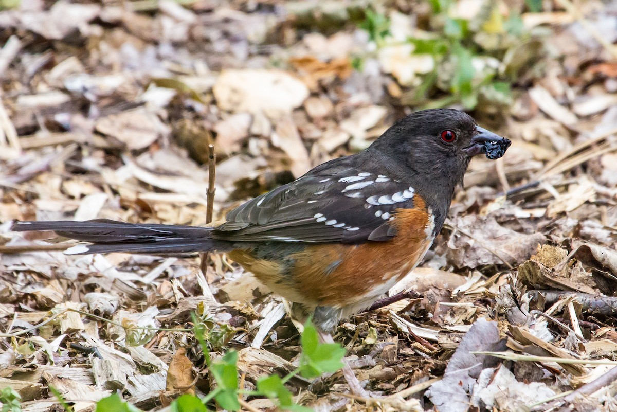 Spotted Towhee - Rail Whisperer