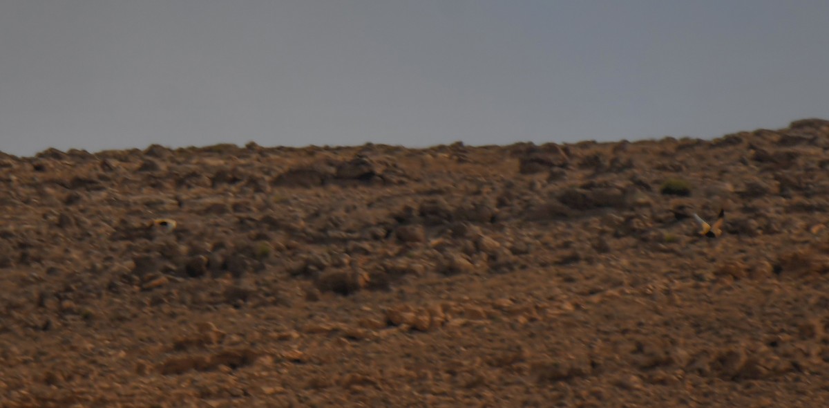 Black-bellied Sandgrouse - ML619521917