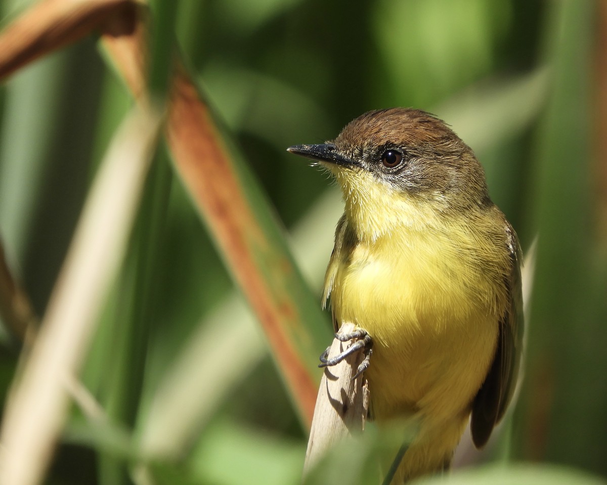 Warbling Doradito - Franco Palandri