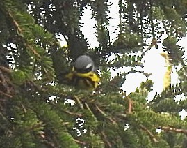 Yellow-rumped Warbler - Deborah Fleming