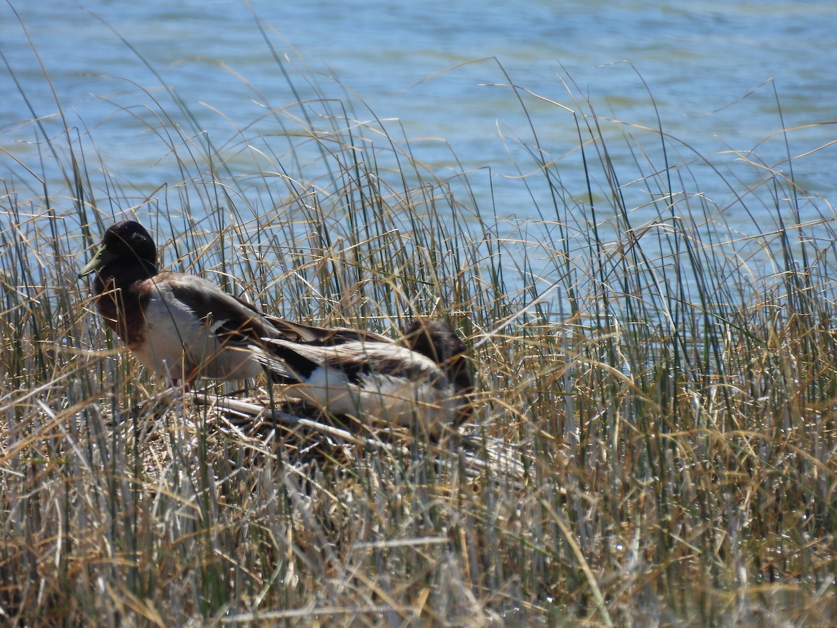 Mallard - George Watola