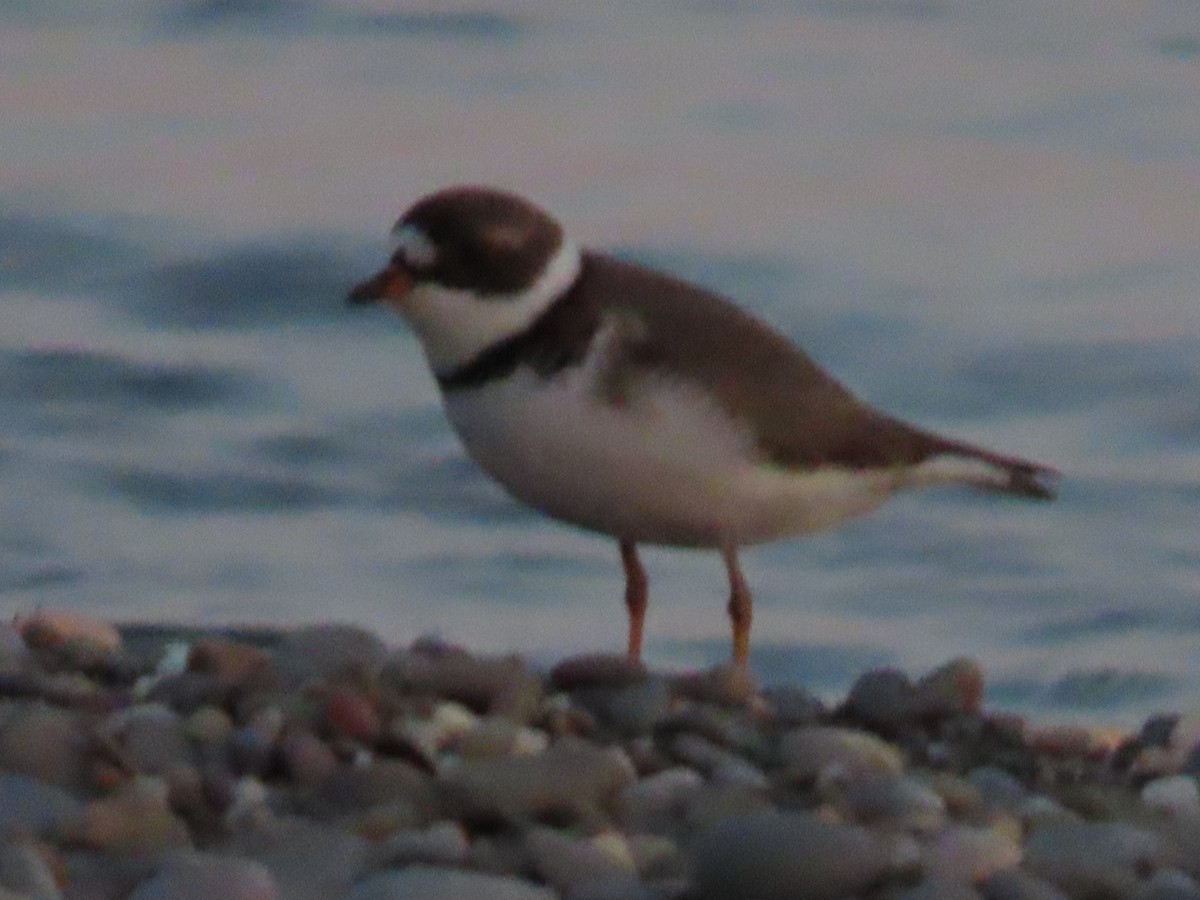 Semipalmated Plover - dave chase