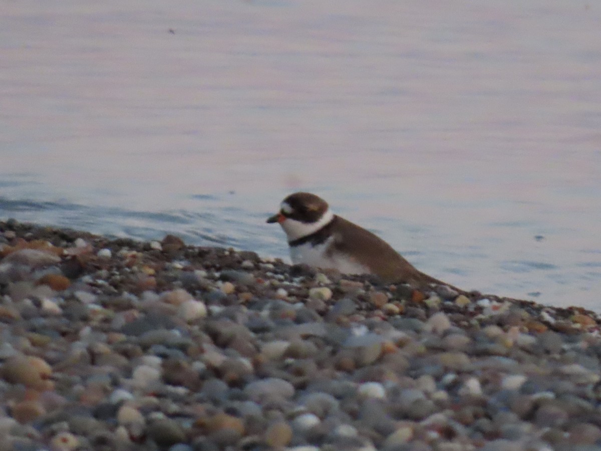 Semipalmated Plover - dave chase