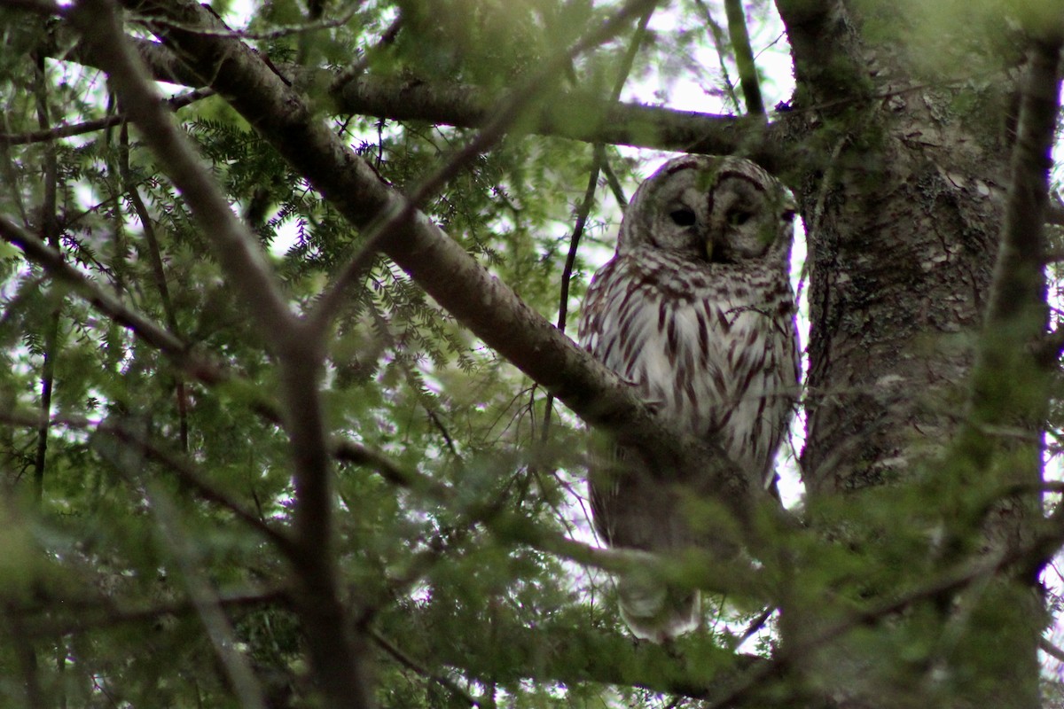 Barred Owl - ML619521932