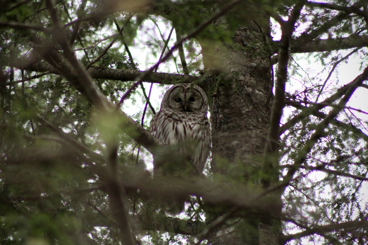 Barred Owl - ML619521933