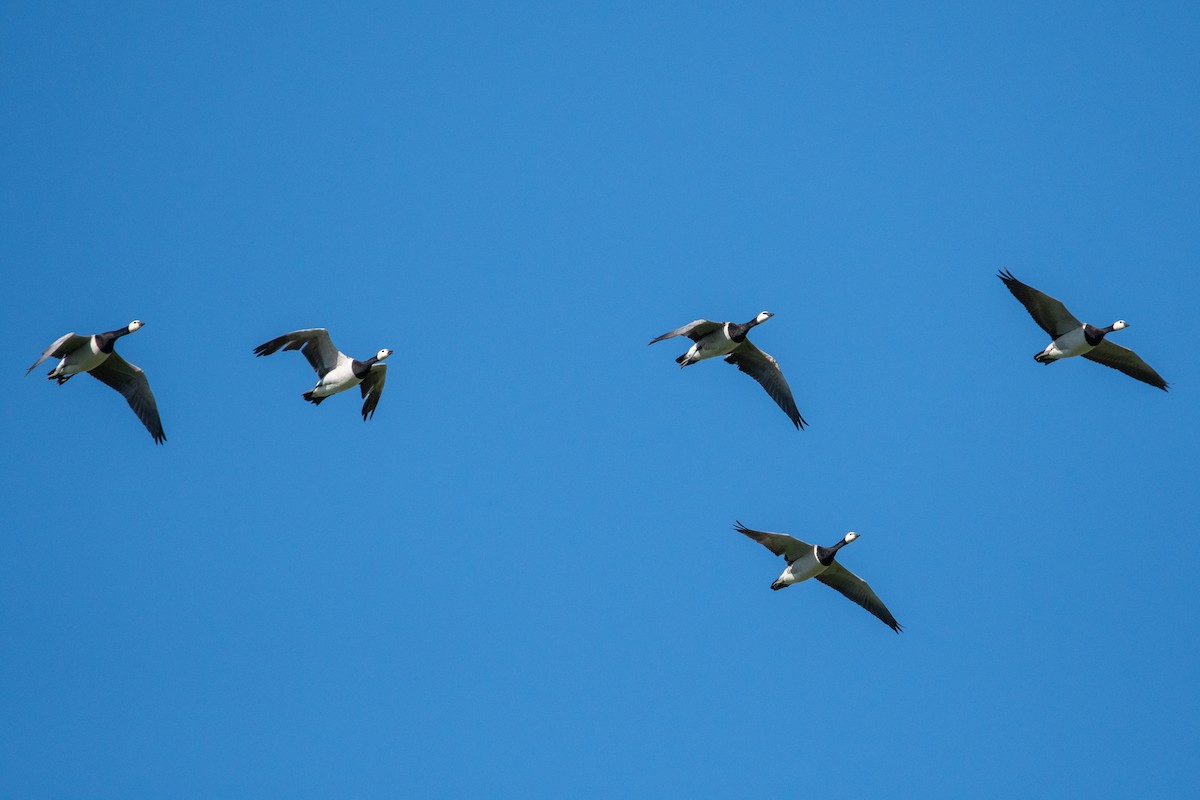 Barnacle Goose - Jemelee Alvear