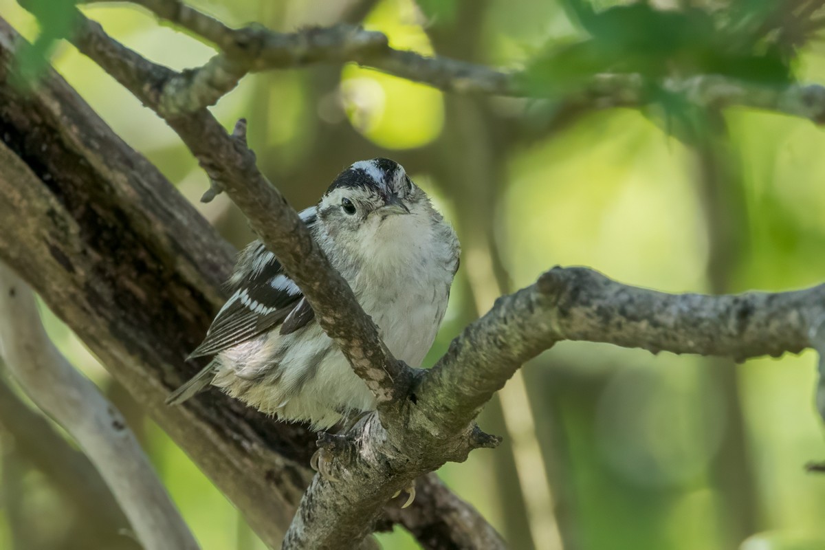 Black-and-white Warbler - Ric mcarthur